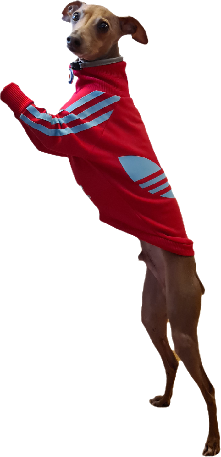 Small Italian Greyhound