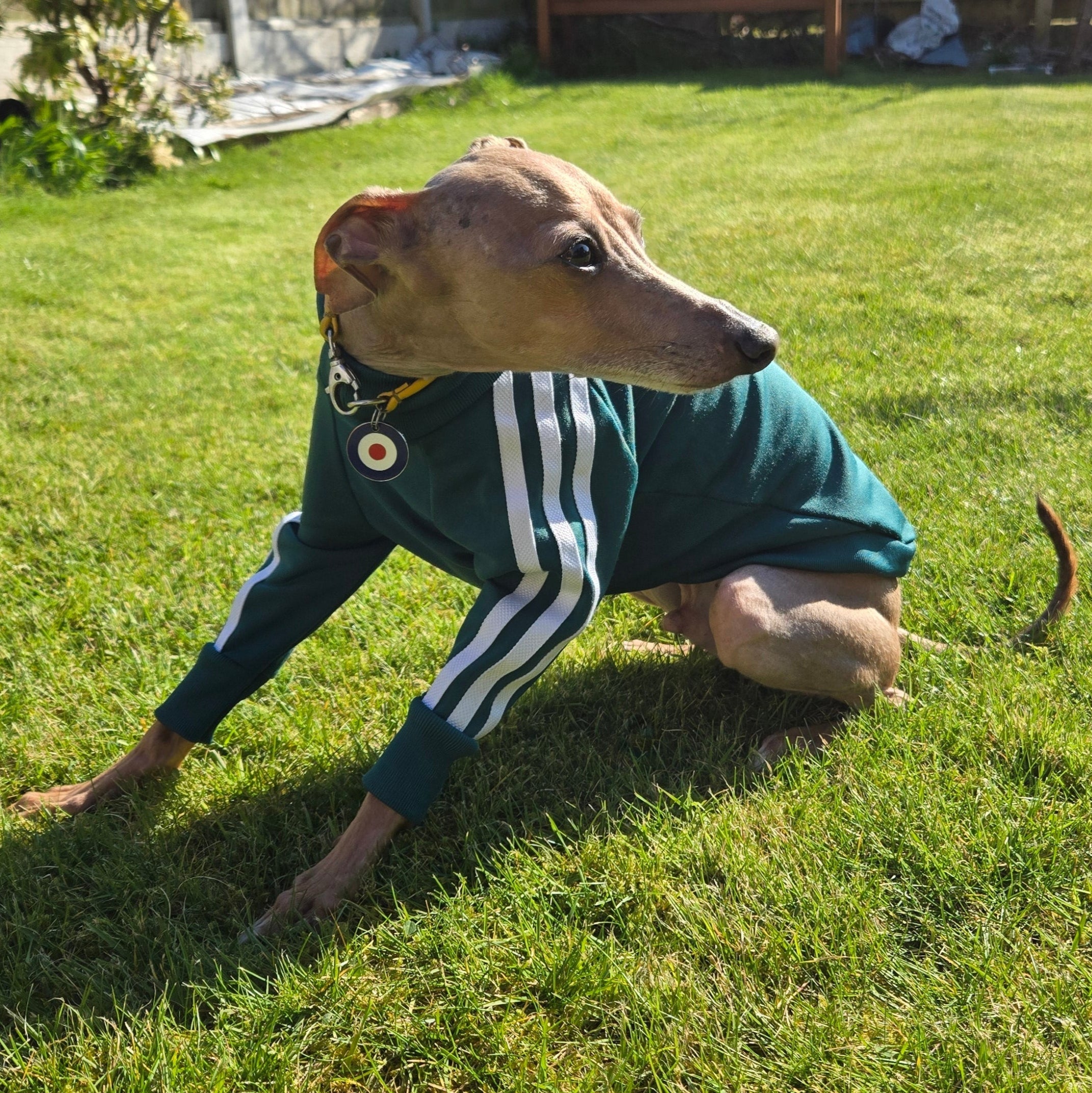 Standard Italian Greyhound