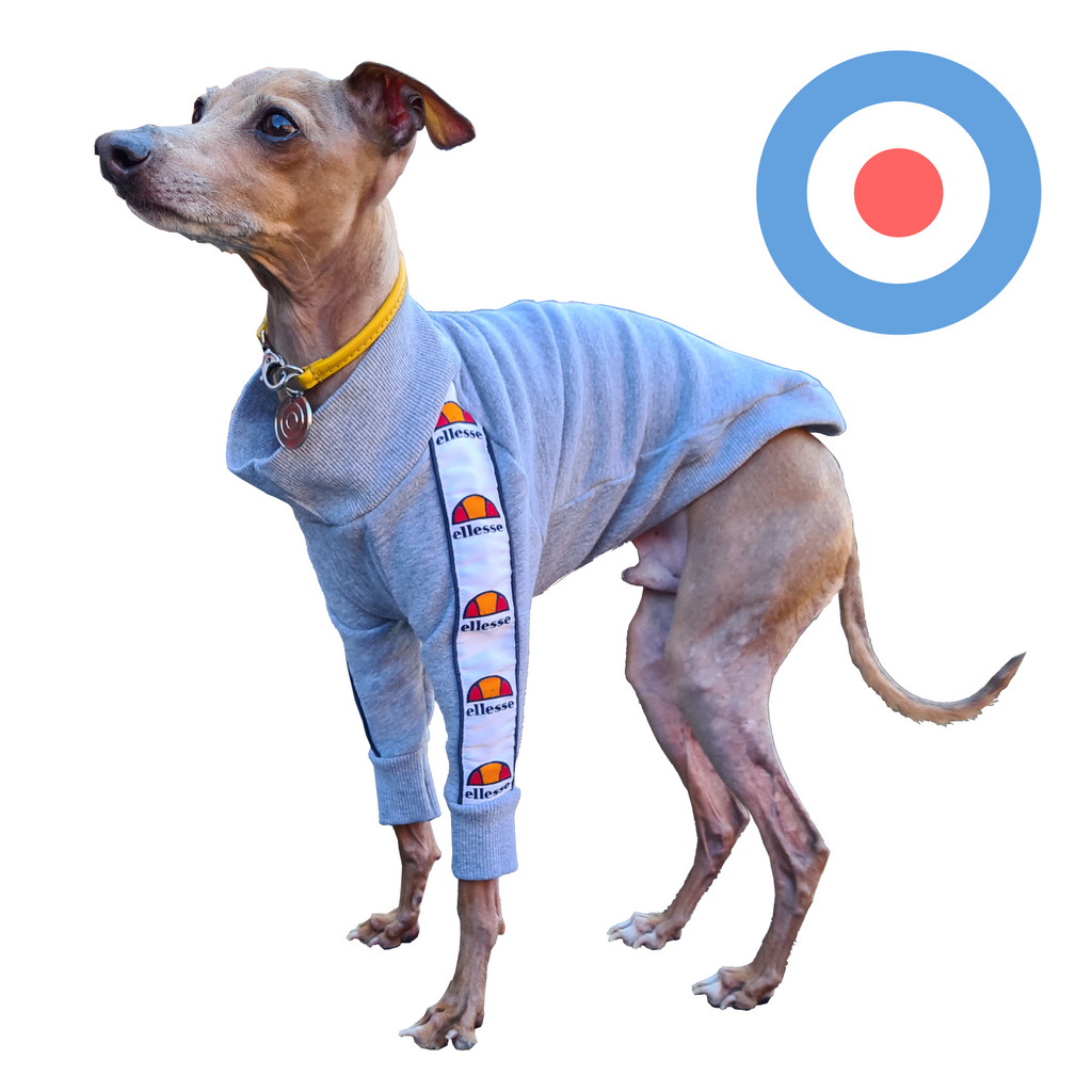Standard Italian greyhound tracksuit