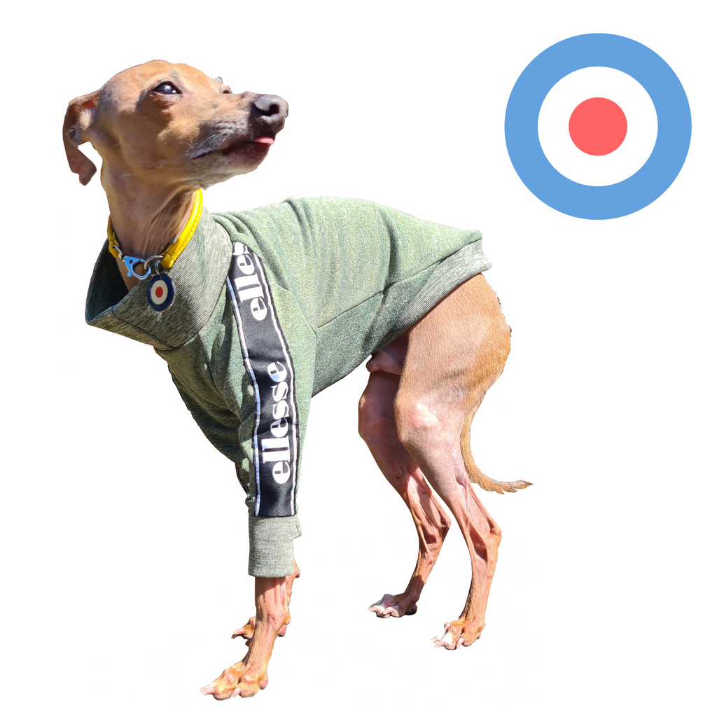 Standard Italian greyhound tracksuit