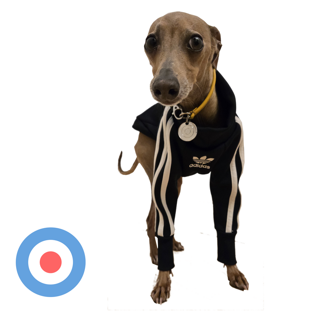 Large Italian Greyhound tracksuit
