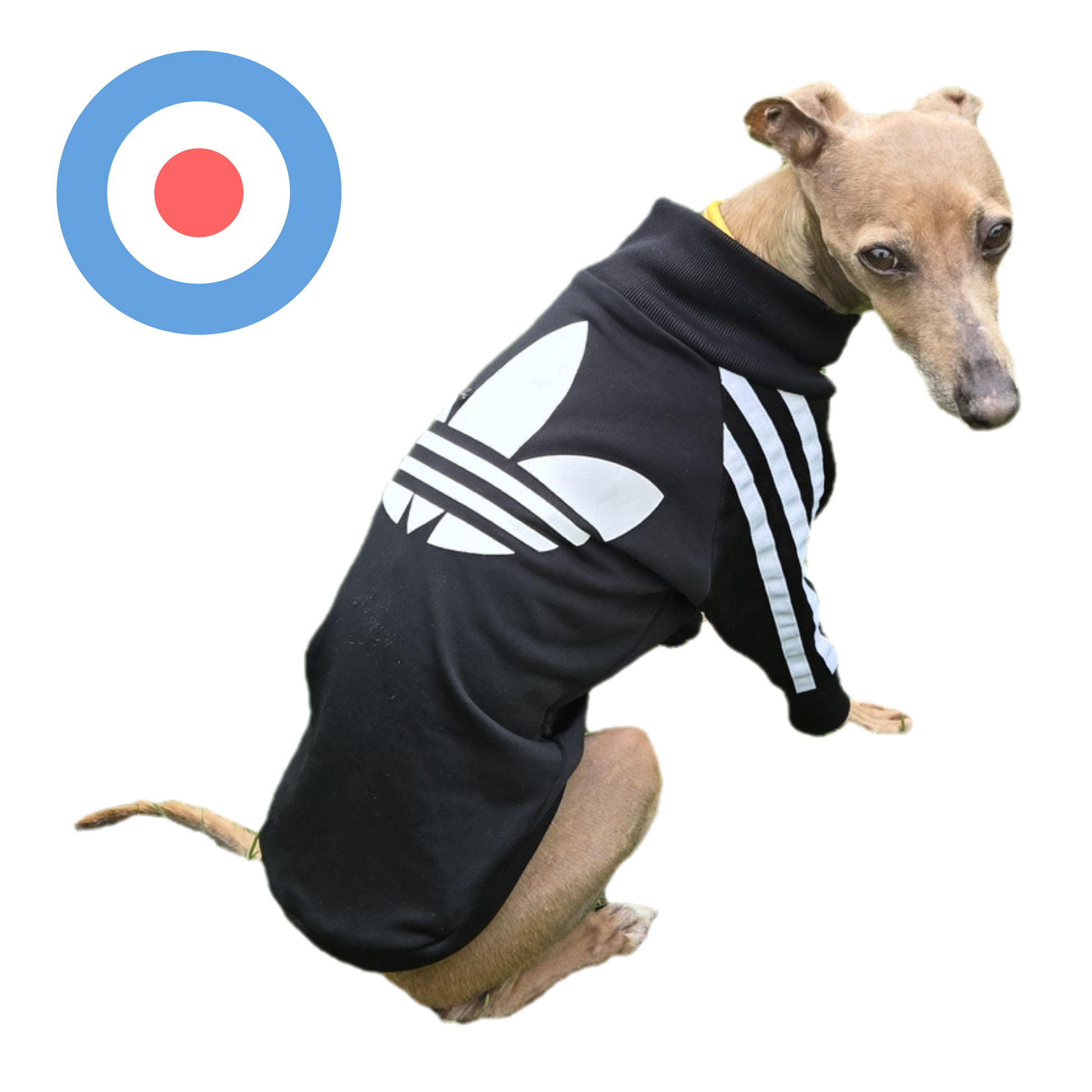 Standard Italian greyhound tracksuit