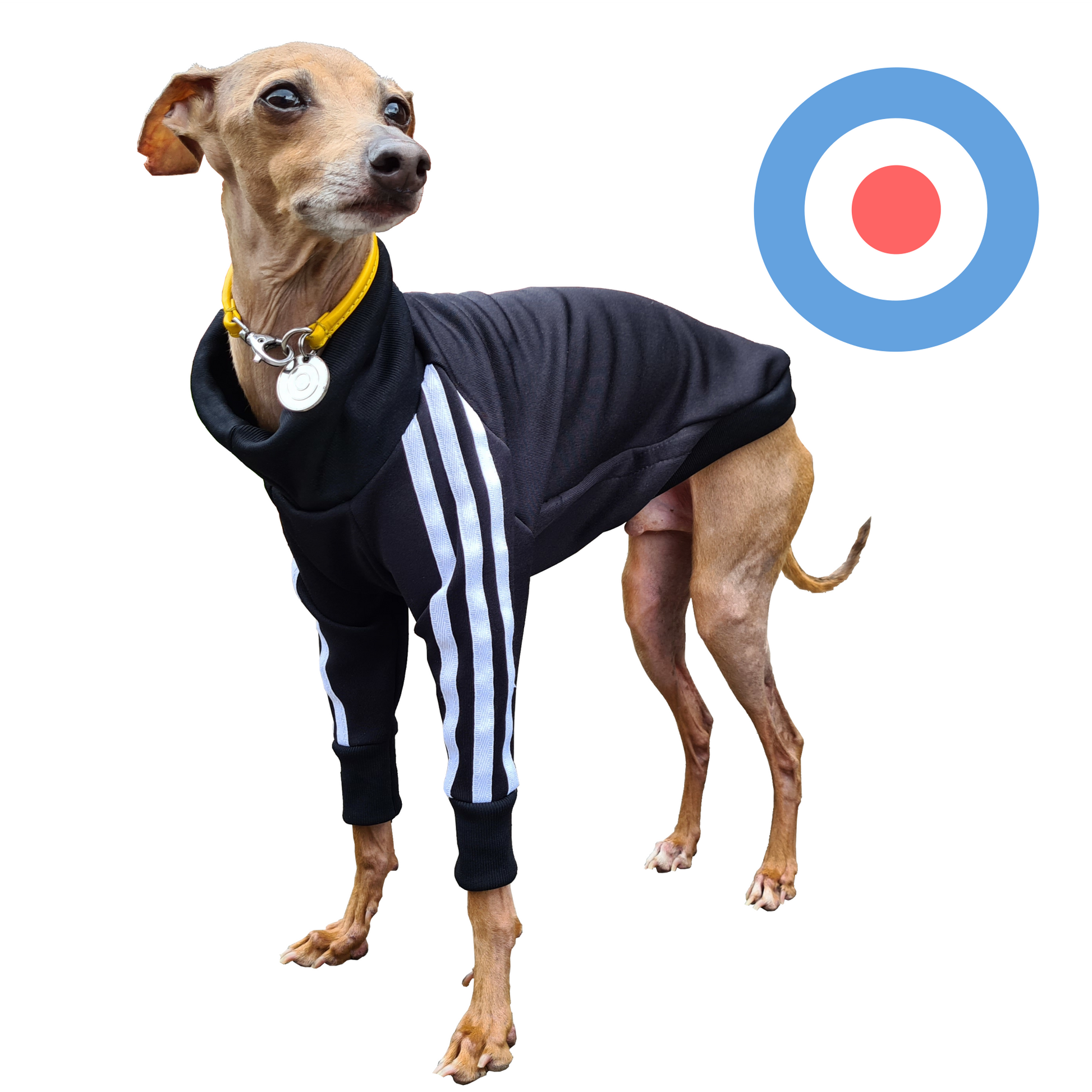 Standard Italian greyhound tracksuit