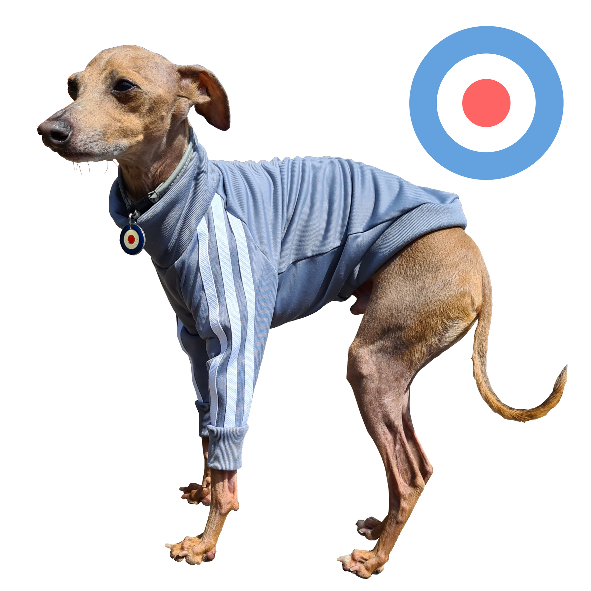 Standard Italian greyhound tracksuit