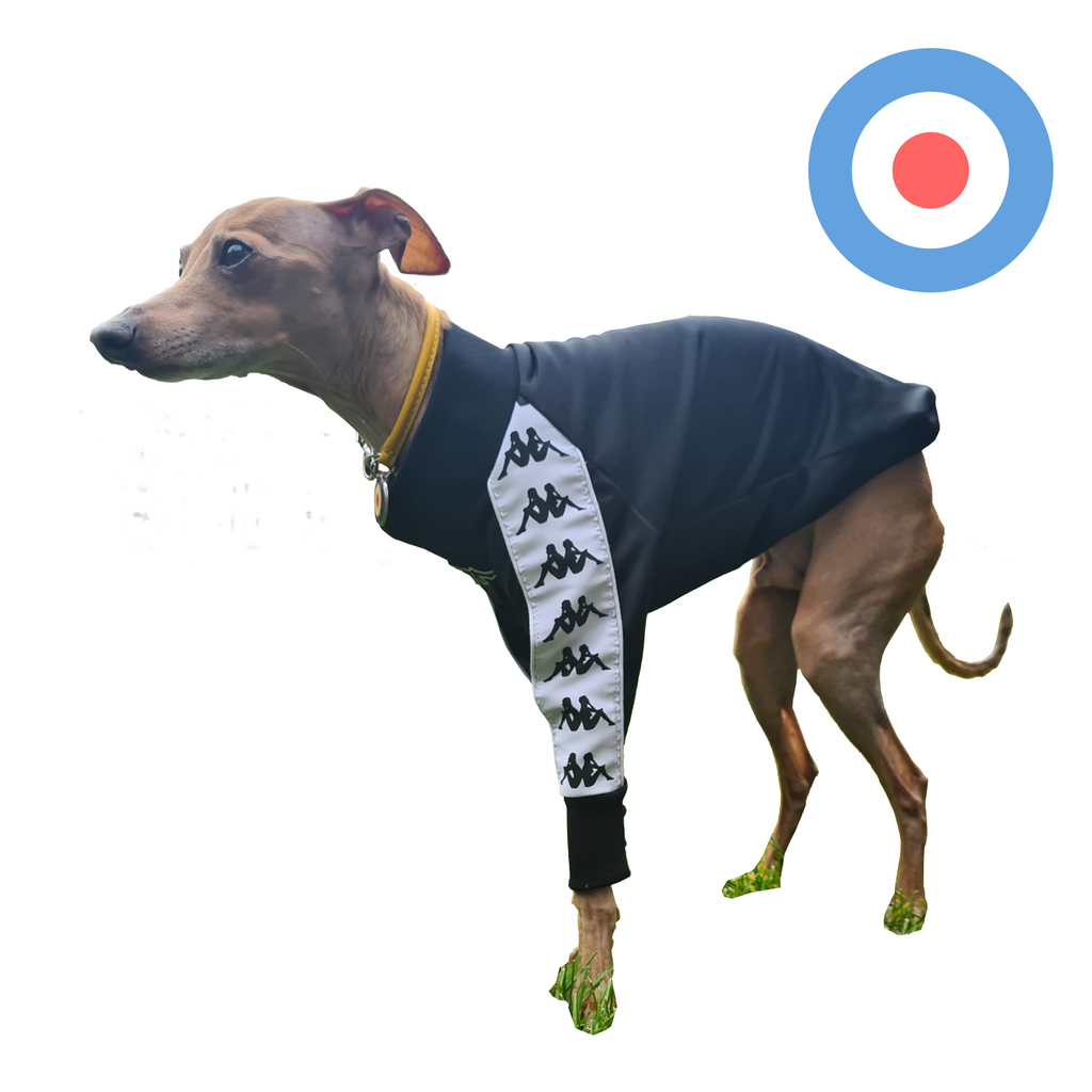 Standard Italian greyhound tracksuit