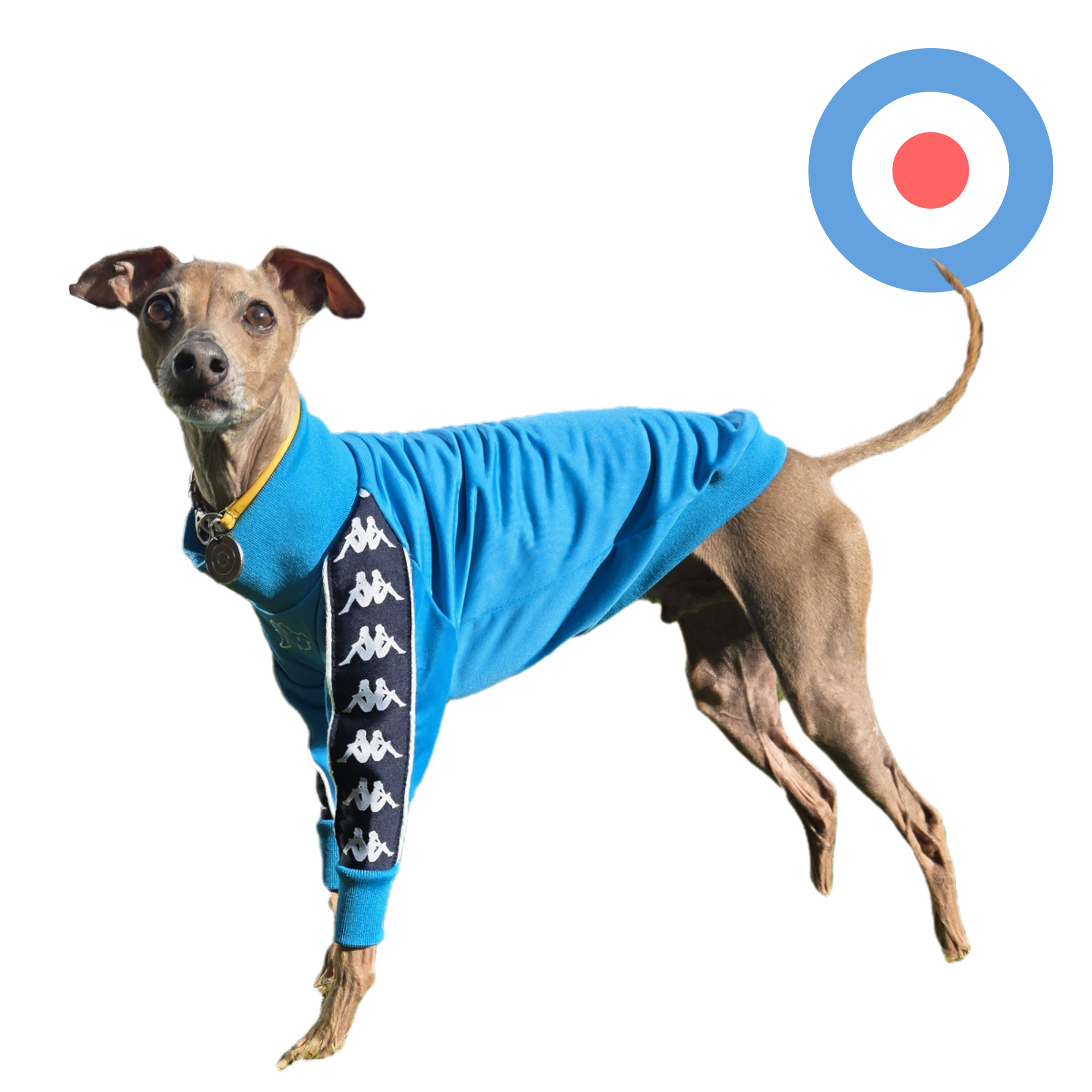 Standard Italian greyhound tracksuit