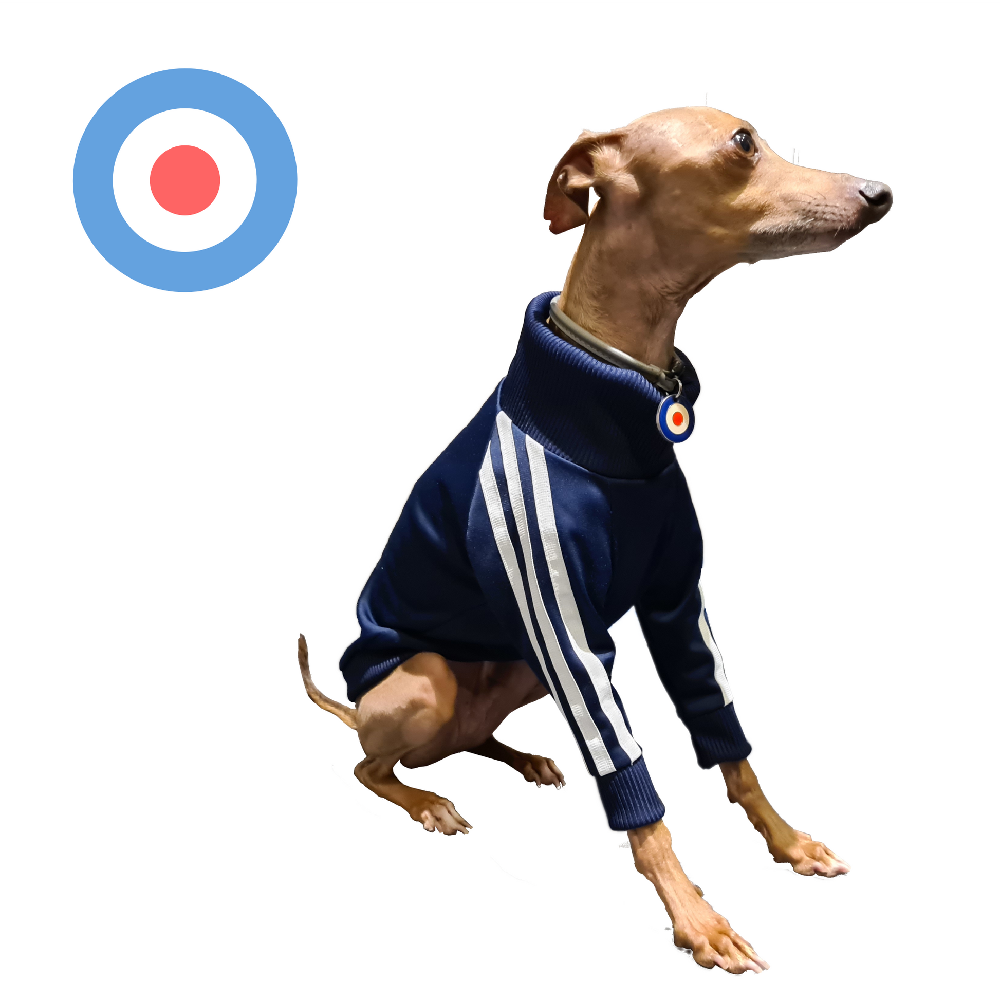 Standard Italian greyhound tracksuit