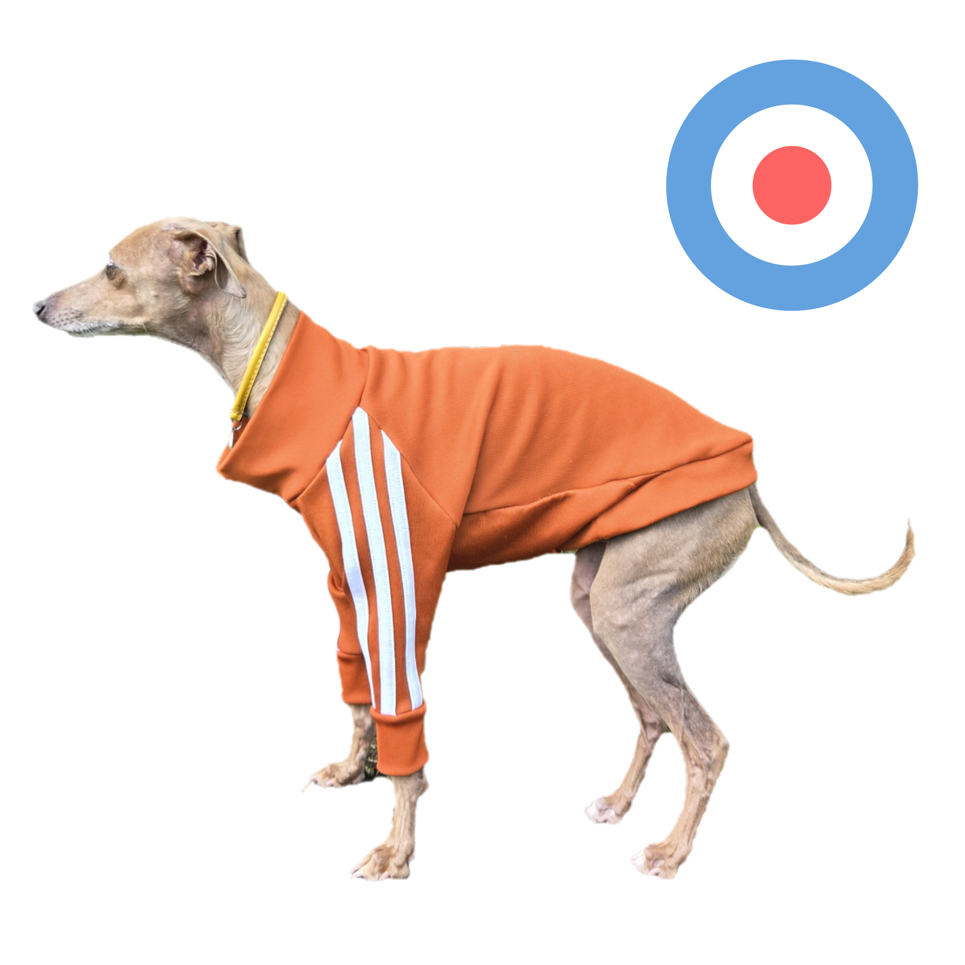 Standard Italian greyhound tracksuit
