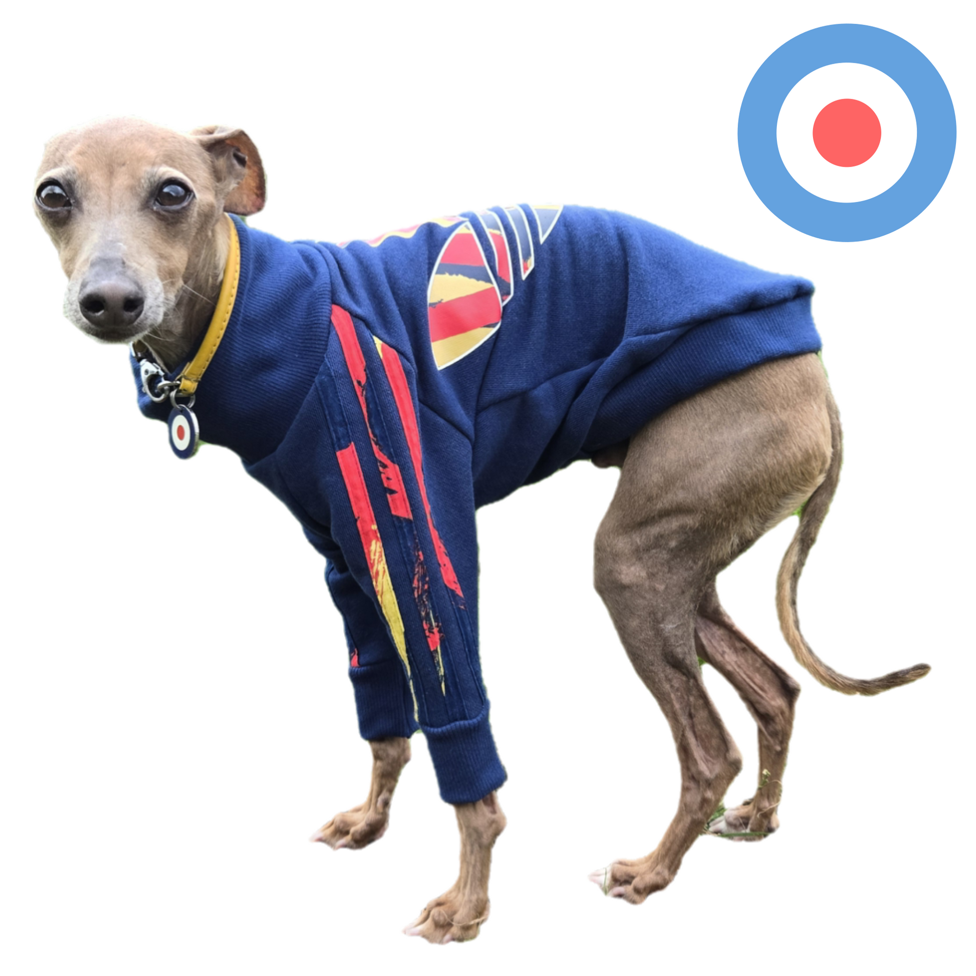 Standard Italian greyhound tracksuit