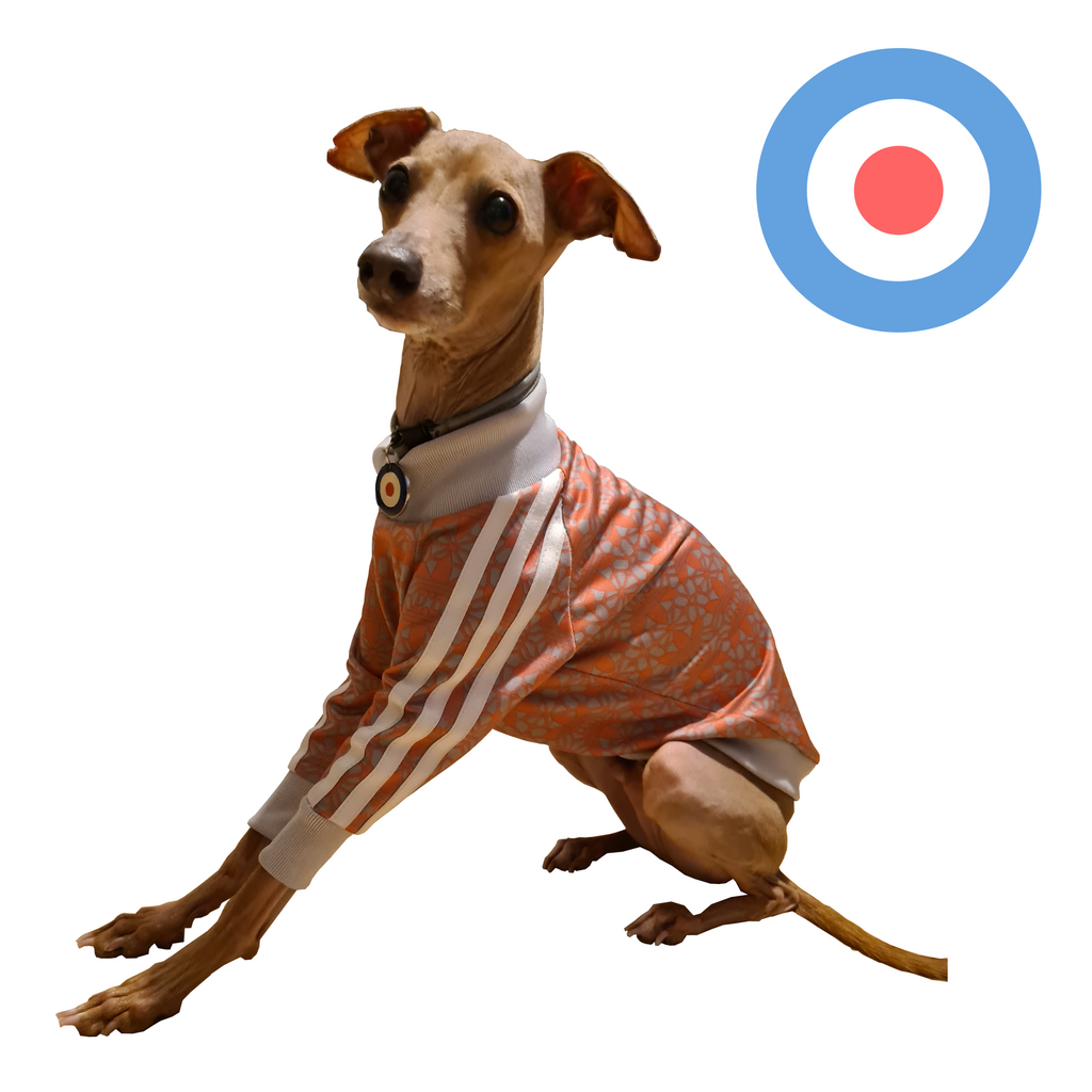 Standard Italian greyhound tracksuit