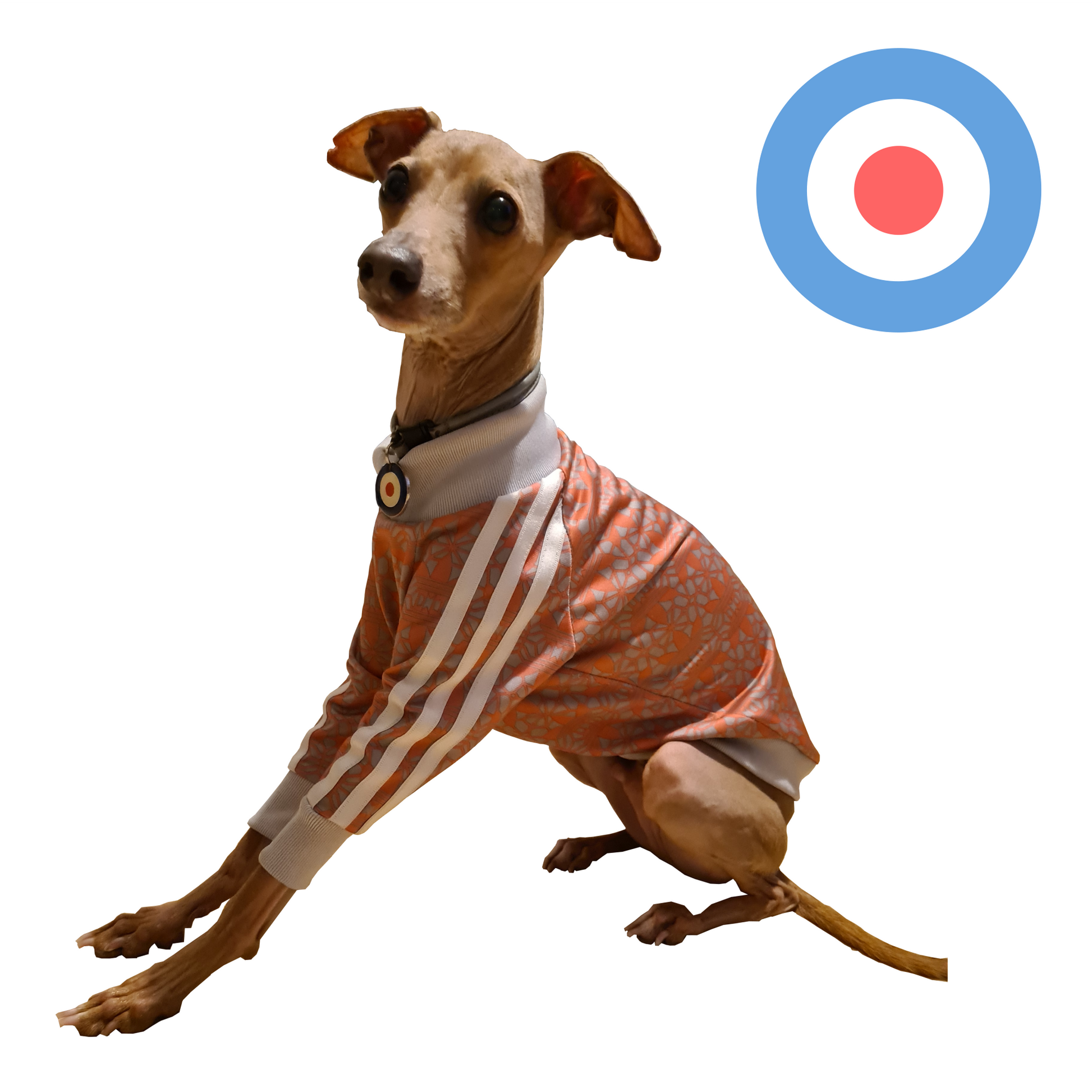 Standard Italian greyhound tracksuit