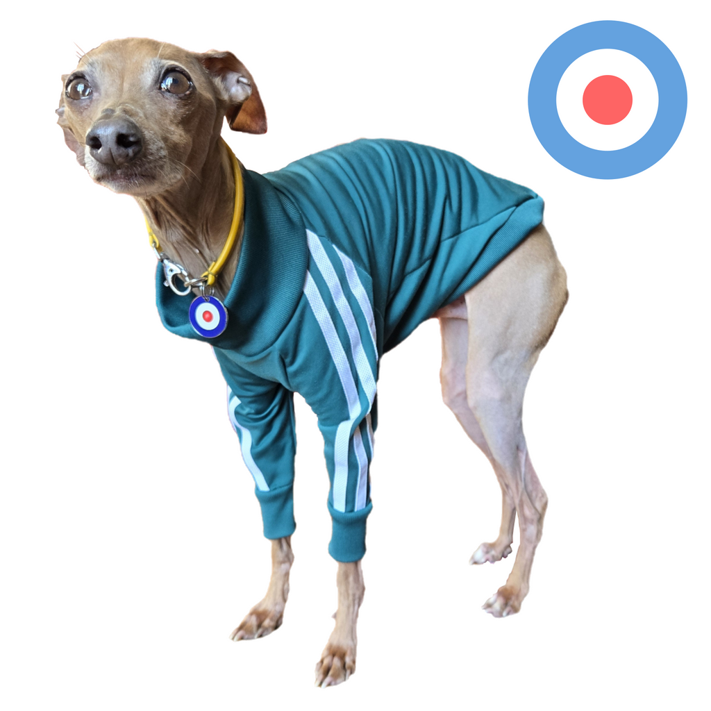 Standard Italian Greyhound tracksuit
