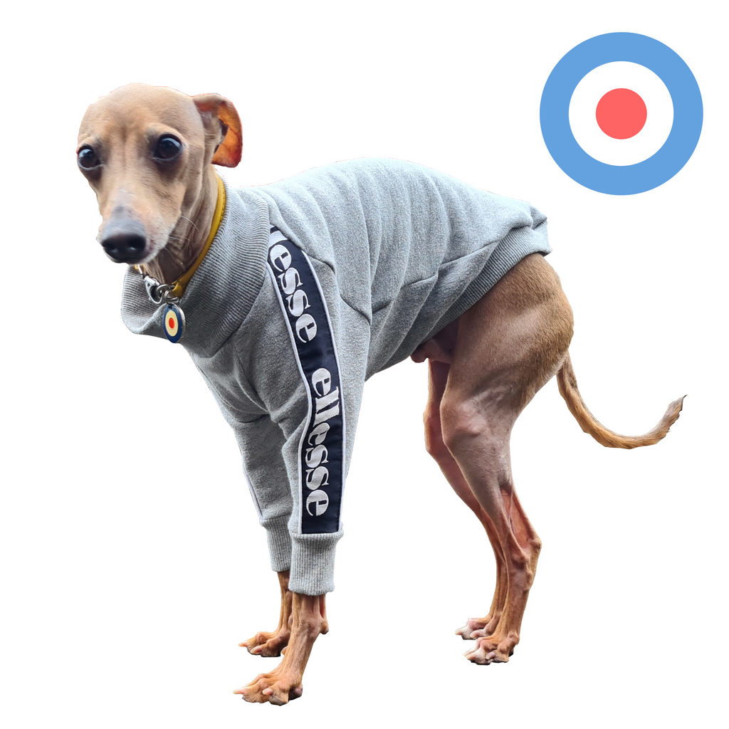 Standard Italian greyhound tracksuit