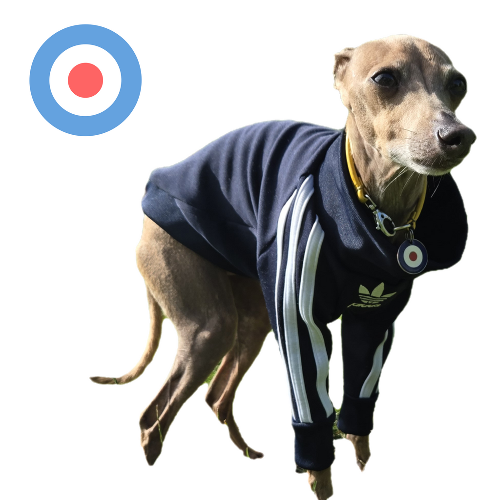 Standard Italian greyhound tracksuit