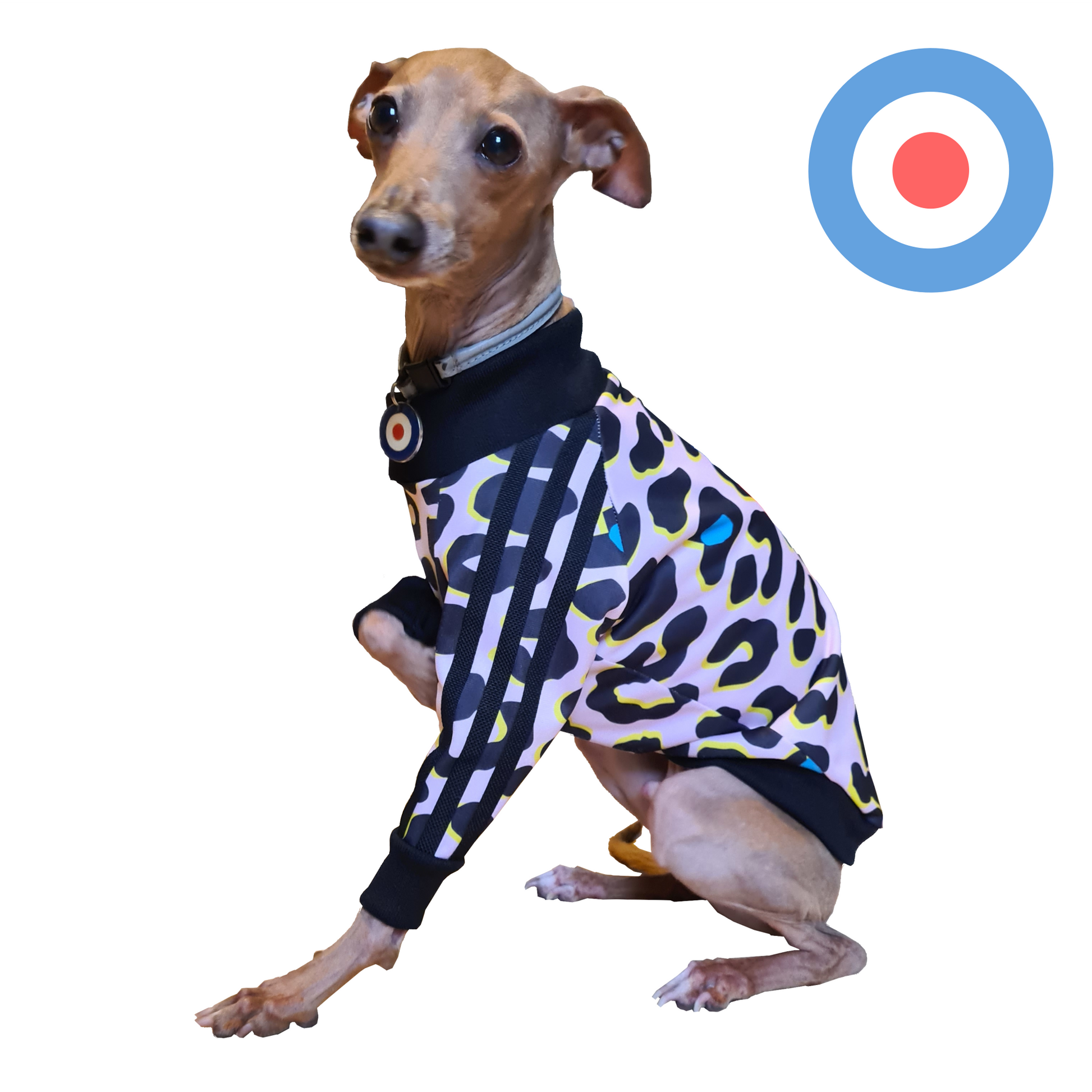 Standard Italian greyhound tracksuit