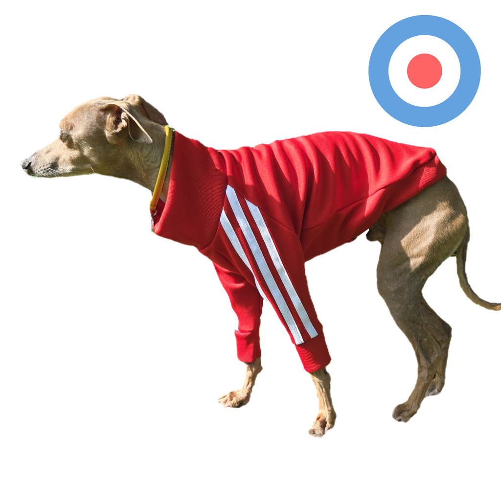 Standard Italian greyhound tracksuit