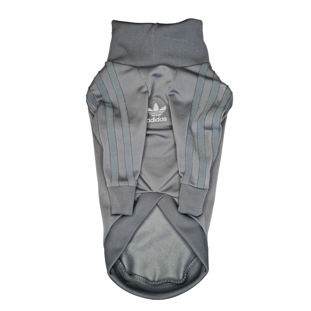 Small Italian Greyhound