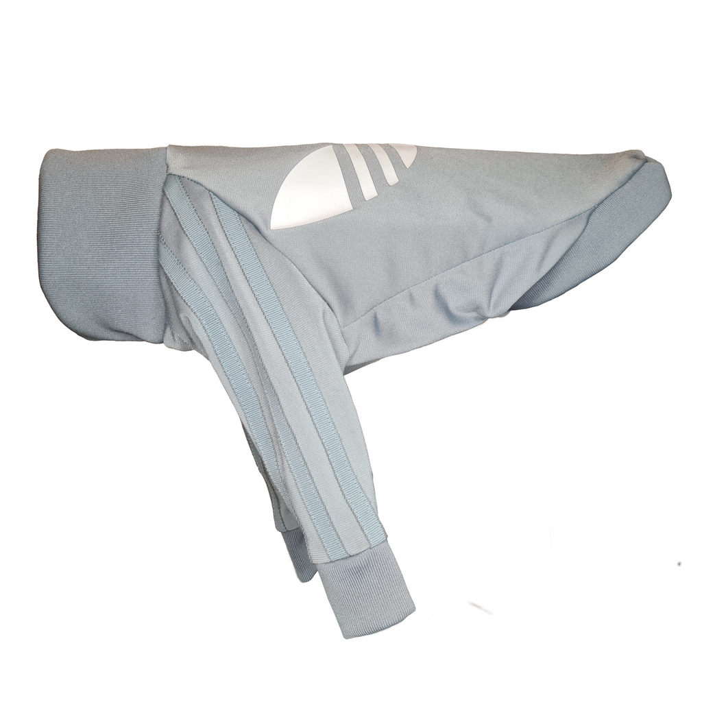 Small Italian Greyhound