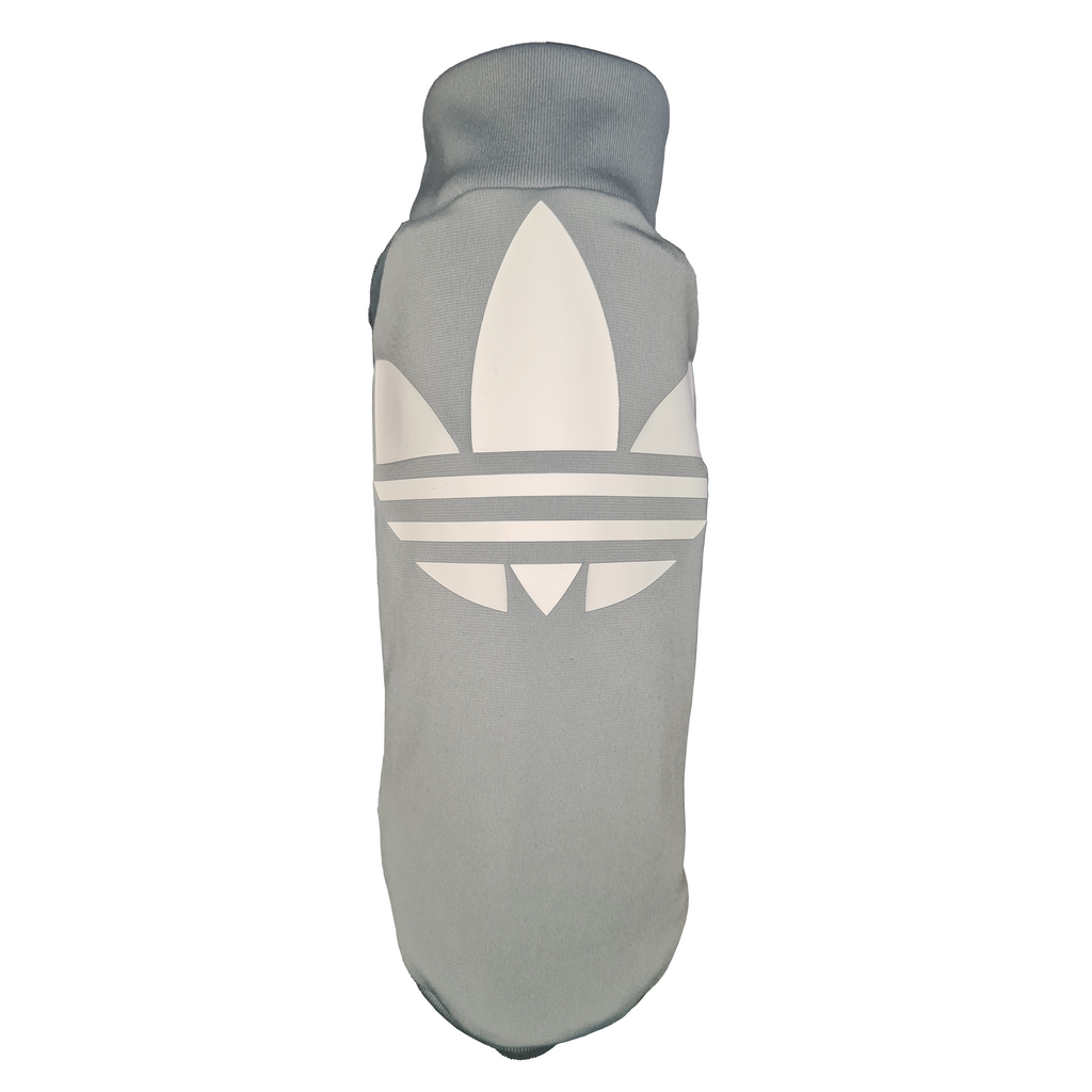 Small Italian Greyhound