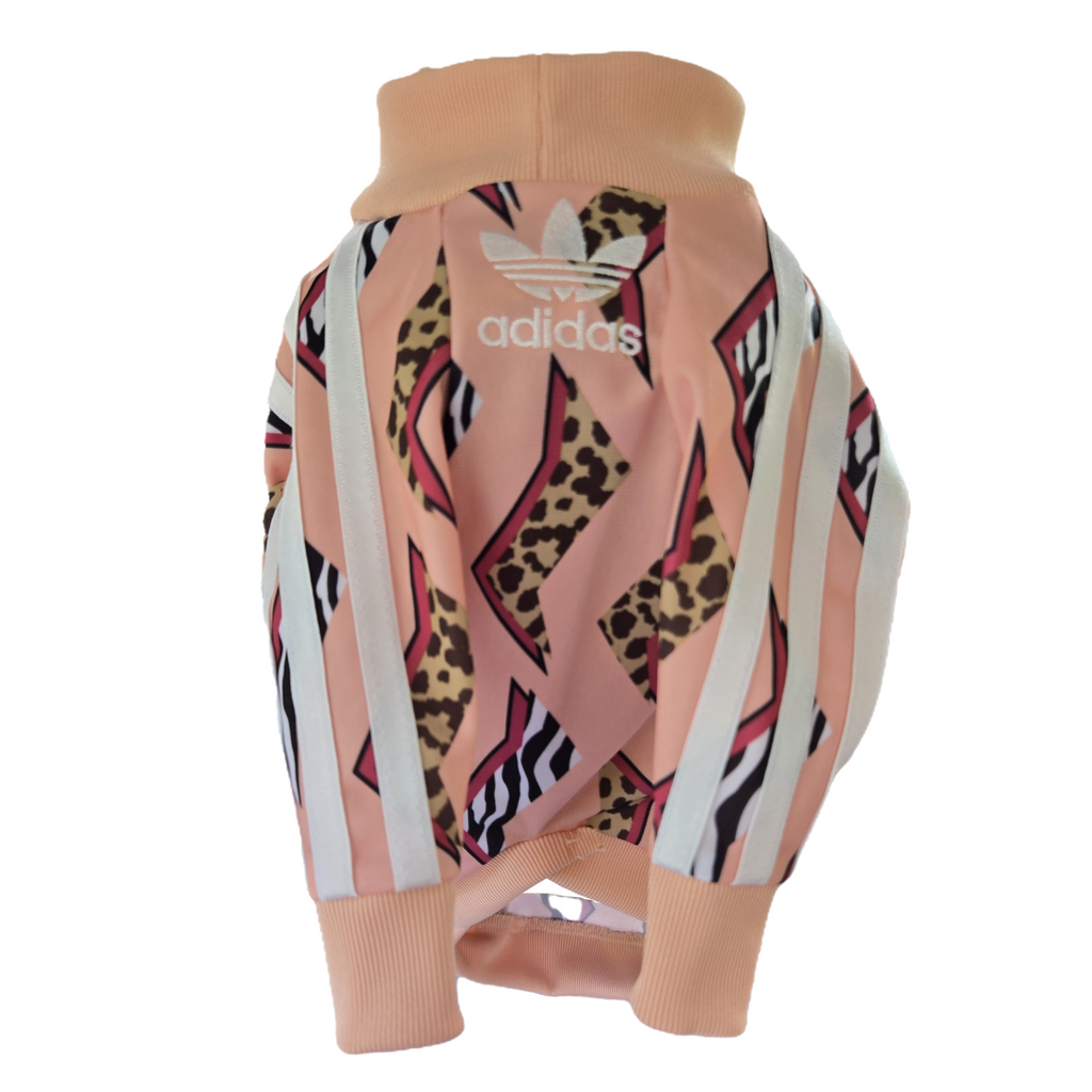 Small Italian Greyhound (Copy)