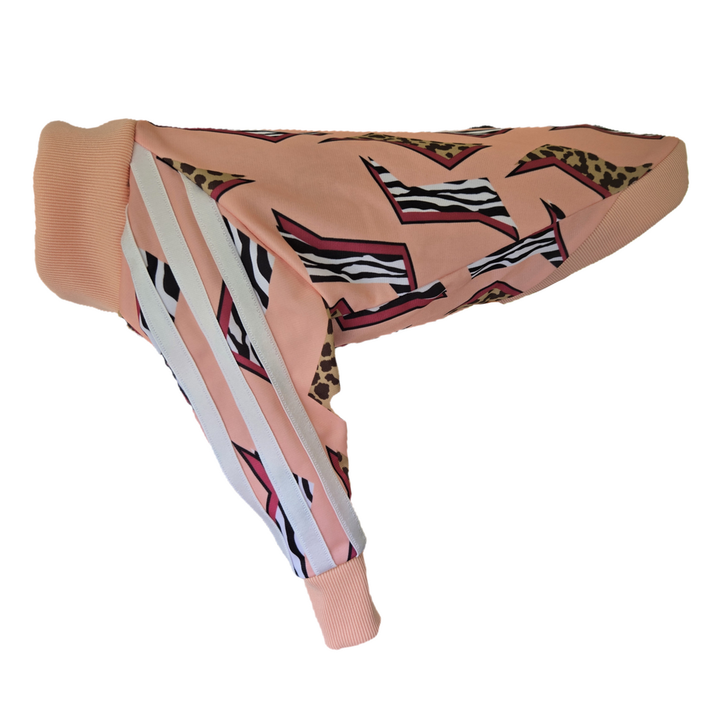 Small Italian Greyhound (Copy)