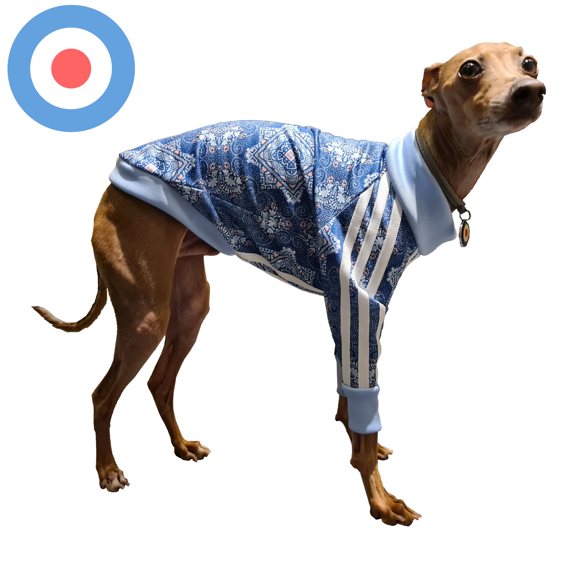 Standard Italian greyhound tracksuit